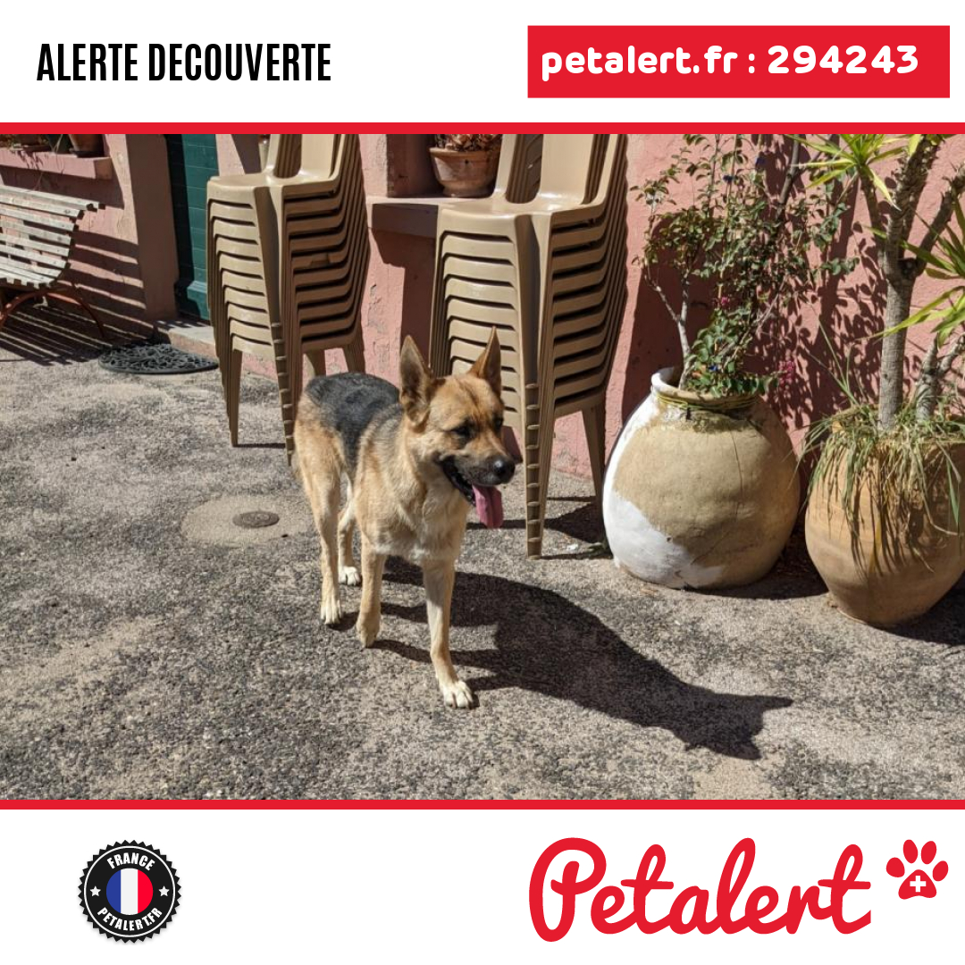 petalert_france's tweet photo. Trouvé #Chien #PyreneesOrientales #Coustouges #Petalert  #PetAlert66 / https://t.co/fCSbdxJGrN https://t.co/HgyJJEHcnO