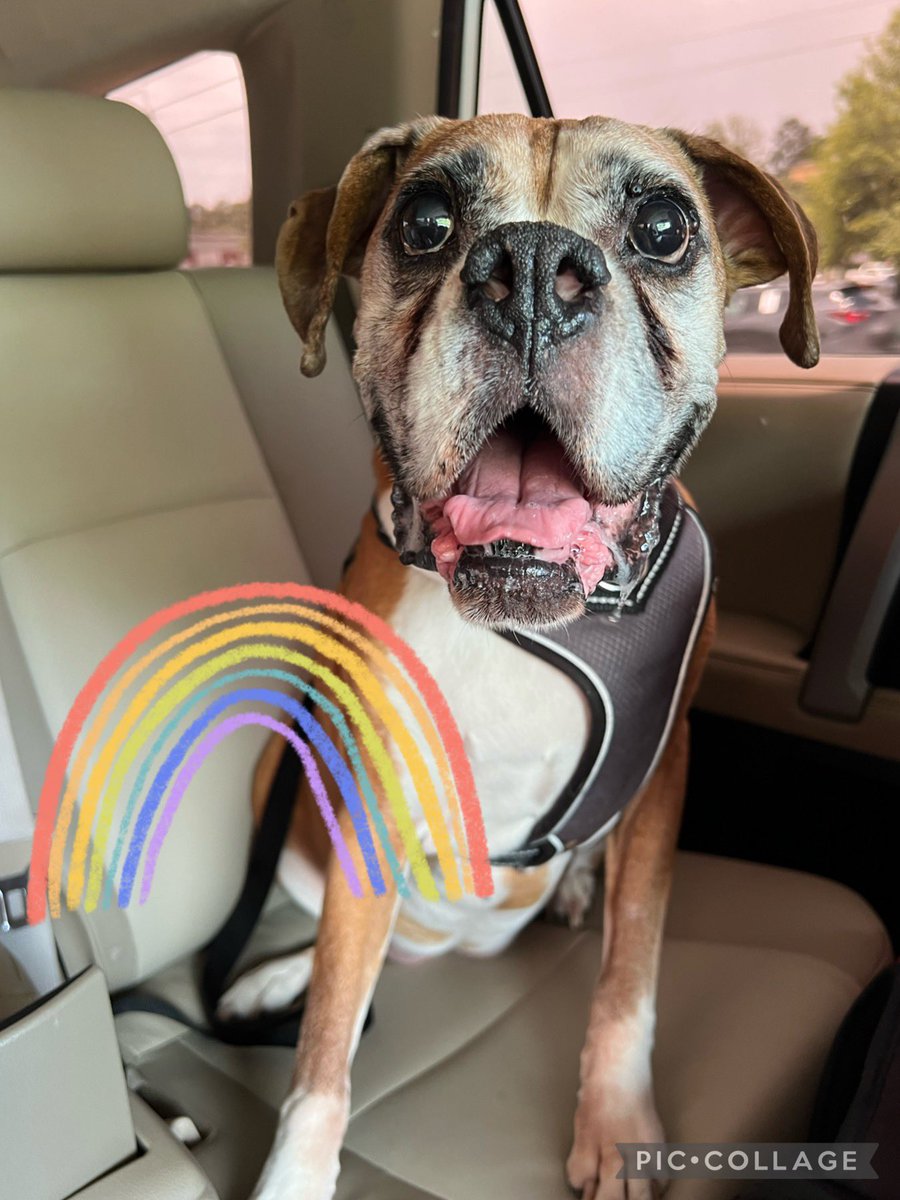 Bark & Beyond®️🇺🇸 tweet media