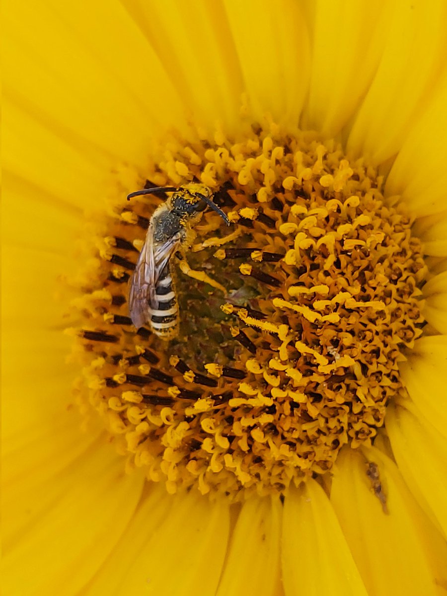 KDumack's tweet photo. This is a #Halictus #bee (Furchenbiene). This is one of the bee species that does not profit from an #insect_hotel as it builds it's nest in the ground as the majority of bees do. As you can see on the picture it is obviously very busy :) https://t.co/6l8pbvlzJf
