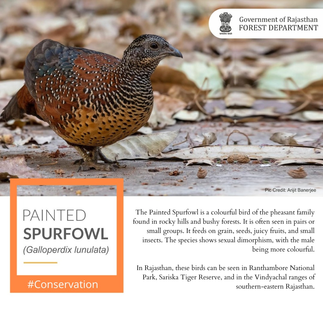ForestRajasthan's tweet photo. Painted spurfowl
(Galloperdix lunulata)

#paintedspurfowl #galloperdixlunulata #birds #birding #wildlife #biodiversity #nature #wildlifeperfection #rajasthan #rajasthanbird #conservation #nature
@moefcc  @incredibleindia  @WCSIndia  @TheWCS  @WCCBHQ https://t.co/0Hhcns6Jje
