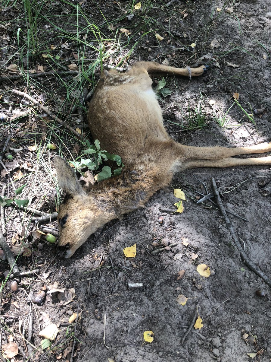 bosw8erLuc's tweet photo. Een reekalfje dood op het wandelpad met duidelijke bijtsporen in de nek is trieste vondst van vandaag. #kampina @Natuurmonument #mijnhonddoetdatniet  @Wilma46429620 @peter_kortekaas @Oisterwijknews https://t.co/iLfhfDlJZM
