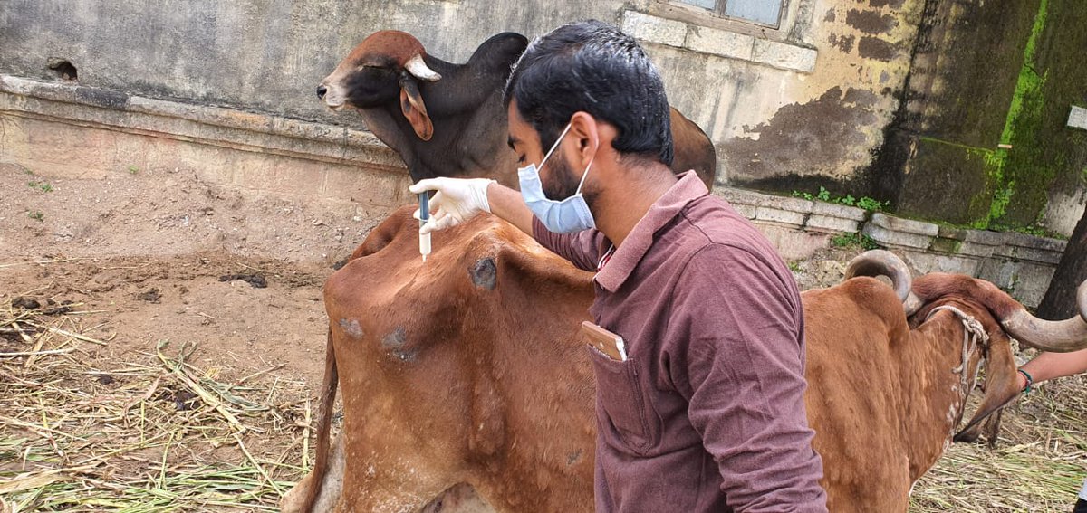 mcjunagadh's tweet photo. જૂમનપા દ્વારા આઇસોલેશન સેન્ટર ખાતે રાખવામાં આવેલ લમ્પીગ્રસ્ત ગૌવંશની ડોકટર દ્વારા સારસંભાળ તેમજ સારવાર...@CMOGuj @InfoGujarat @JunagadhGog @pkumarias @Mukeshias @iArvindRaiyani @vinod_moradiya @CommissionerJu2 https://t.co/6LCQqBOkXO