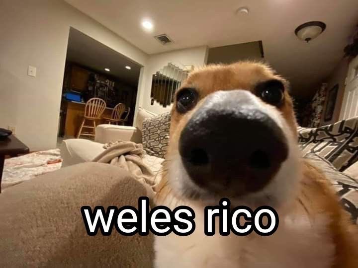 Perritos que curan tu depresión 🐶 (@perritos_qctd) on Twitter photo 