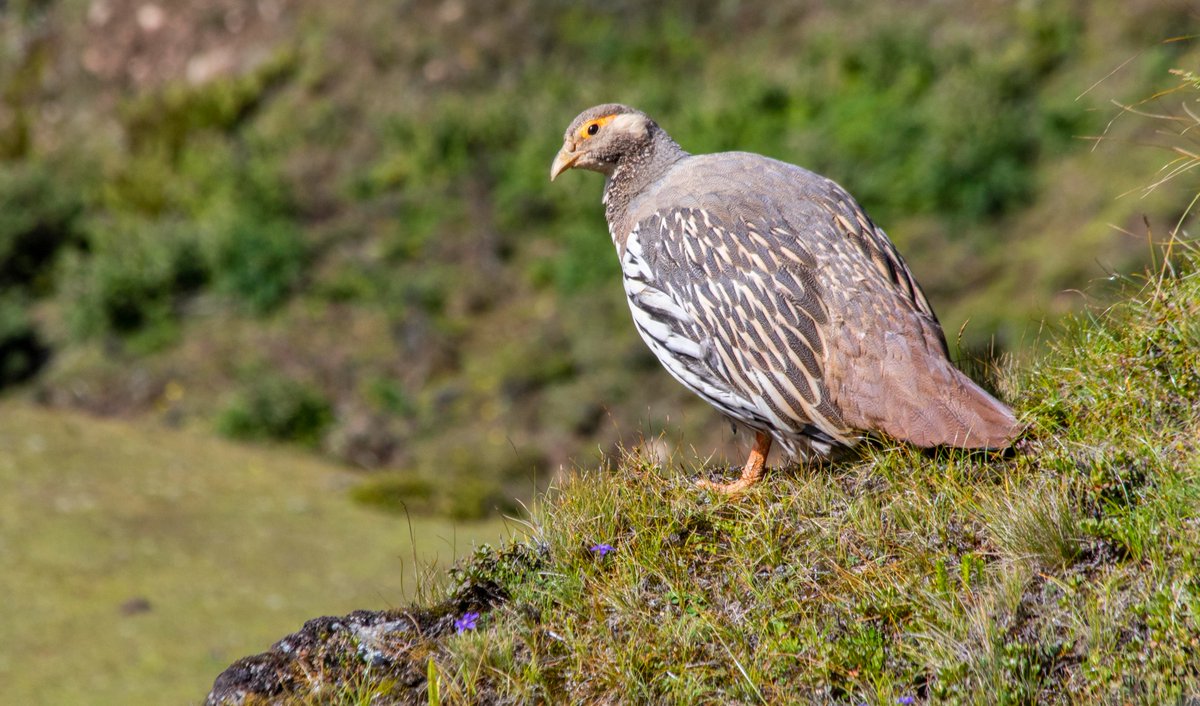 Bhutan Bird Finder (Birding in Bhutan) tweet media