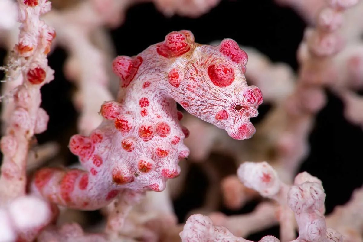꒰ daily aquatic lovelies ༚.° tweet media