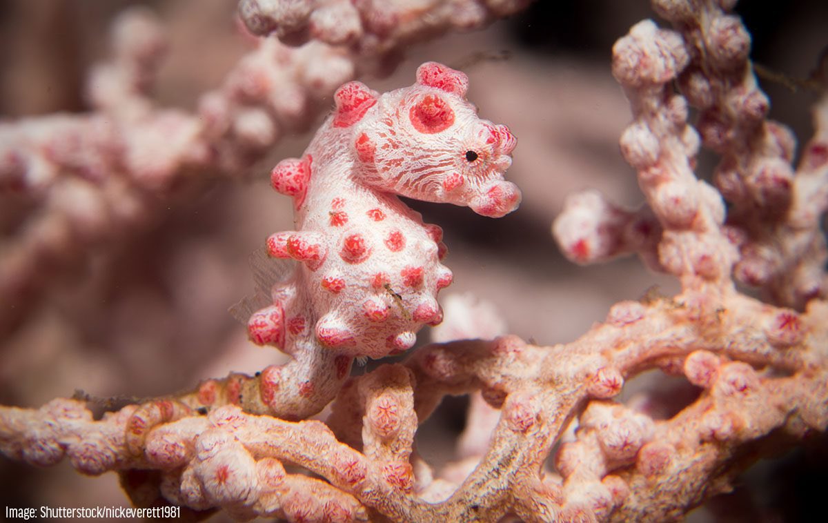 ꒰ daily aquatic lovelies ༚.° tweet media
