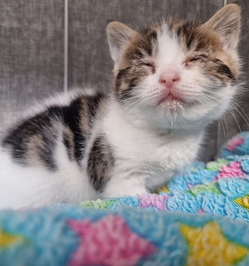 Bradford Cat Watch Rescue tweet media