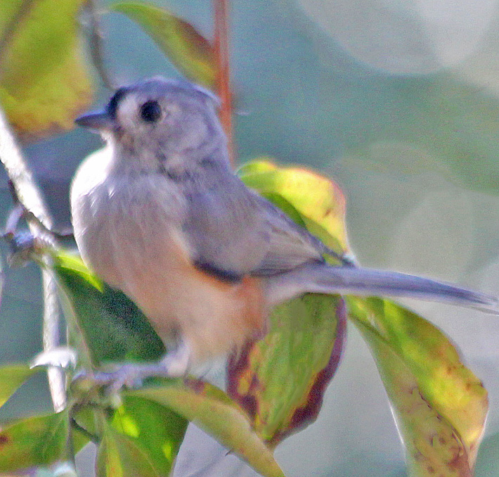 JosephHill3794's tweet photo. Tufted Titmouse🐦
#August2022
Photo By: Joseph Hill🙂📸🐦
#TuftedTitmouse🐦 #bird🐦 #birdontree #tree #beautiful #peaceful #nature #summer #birdtwitter🐦 #birdphotography🐦📸 #SouthernPinesNC #August https://t.co/sQ6RZLw3RI