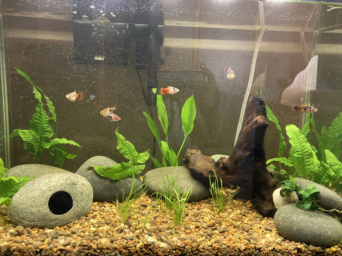 ClawsFins's tweet photo. Start of the new set up. I want to add another taller drift wood piece and add some more plants, but it’s off to a good start. Hopefully the plants start to grow and spread soon. Once I’ve got good plant coverage I’ll be adding shrimp and a few more fish! #fish #aquarium #pets https://t.co/hlivwfy9KW