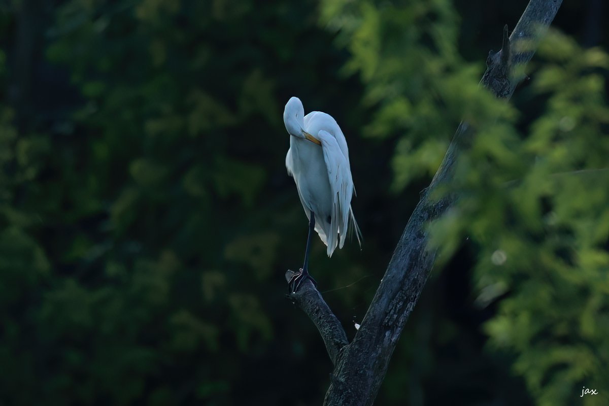 naturephotos55's tweet photo. @RTMomentPhotos @SergioSpototo This Great White Egret is #RestingSunday on one leg. https://t.co/Fe939M5ZfD