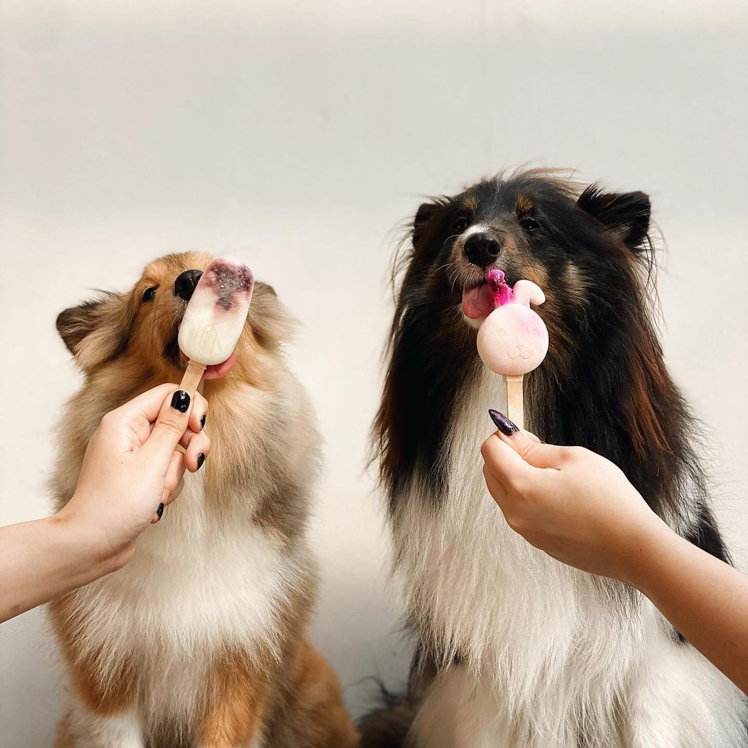 Find a friend who is always up for a pupsicle.

#ToKnowThemIsToLoveThem #SummerLovin
<a href="/licked/">1</a>.sg @dahliaetlilith