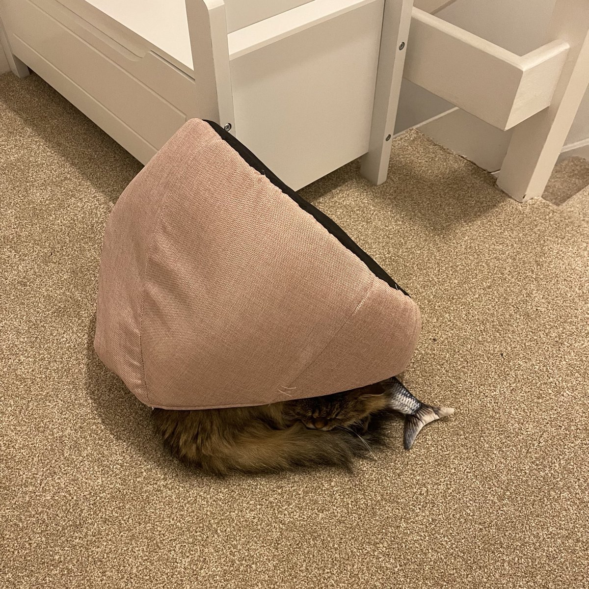 Gwenthebabber's tweet photo. Using my bed as a blanket, as one does. https://t.co/cuf7v78d1x