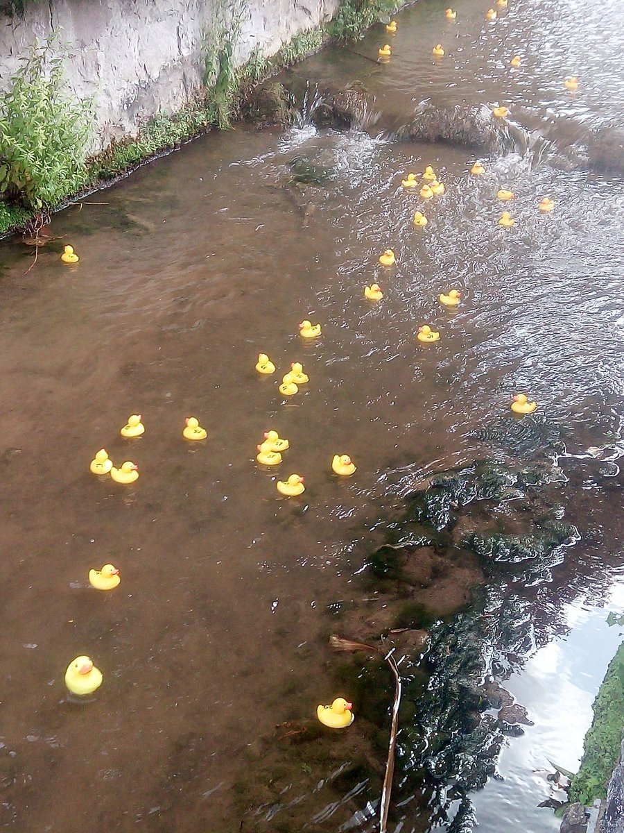 Steve_SJFcrafts's tweet photo. Good fun at the Prestatyn &amp; Rhyl Lions #duckrace today at Dyserth waterfalls #ducks #allgoodfun https://t.co/dlH92z5HAv
