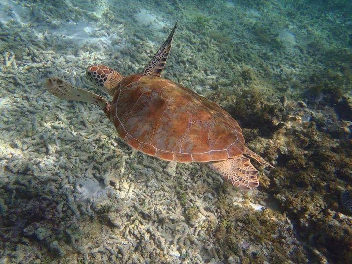Prefet971's tweet photo. #Tortues🐢 C’est la saison des amours pour les tortues qui viennent pondre sur les plages où elles sont nées.
👀Si vous avez la chance de les #observer, gardez une #distance raisonnable pour ne pas les #effrayer.
📜 https://t.co/OhBQtw0bv3 https://t.co/Lj7gSIQ9fM