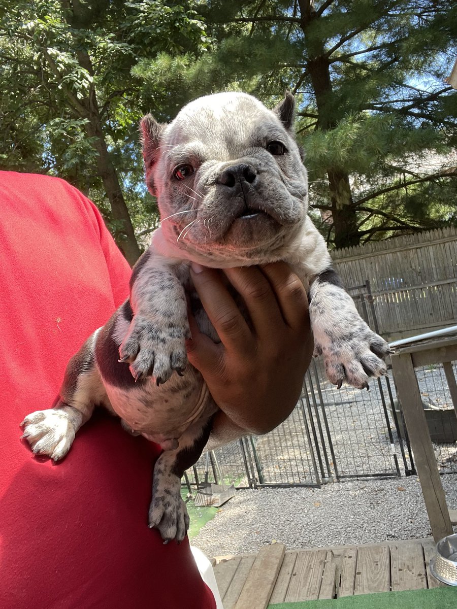 queencitybullys's tweet photo. NO LIMT 🫡🪖
the new kid on the block
#exoticbully #queencitybullys #americanbully #puppy #dog https://t.co/D53eIqmmmI