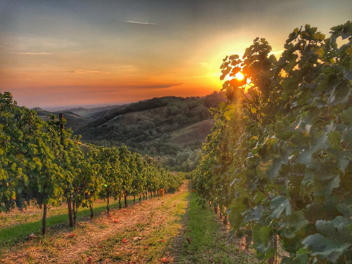 CantineCerdelli's tweet photo. La scelta del posto di lavoro è molto importante, anche per questo motivo ho deciso di intraprendere questa professione ❤️🥂✂️🍇
.
.
#cantinecerdelli #poderecerdelli https://t.co/GMS1MVWiqe