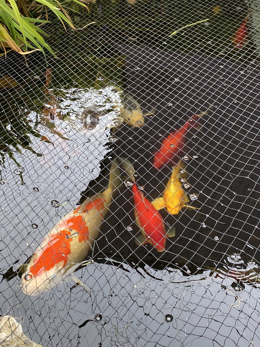 halton_ann's tweet photo. @Guy_Garvey @BBC6Music Best show on the radio. Sitting in the garden now by the pond. Even the fish like it 😊 https://t.co/7DQzrNQwAs