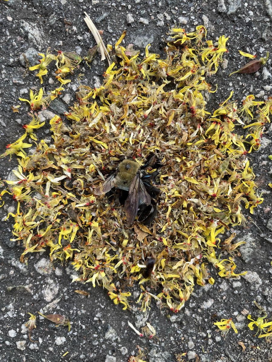 I have put Twitter back on my phone specifically to show you these circular arrangements of petals i found around multiple dead bees. if you are a scientist who knows what the hell is going on here, please tell me!