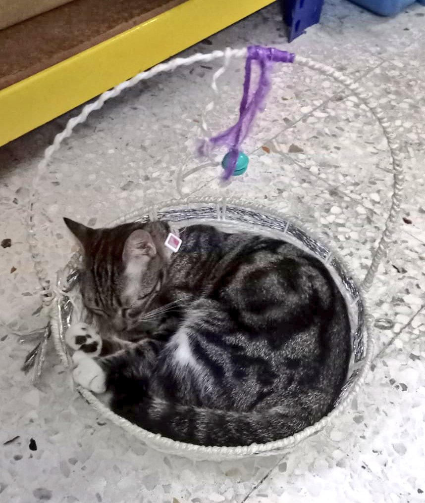 Zizipotato_'s tweet photo. She thinks she's still small to fit into the basket like when she was a kitten😂

#cat #basket #kitten #catroll https://t.co/DP1eMJuR0l