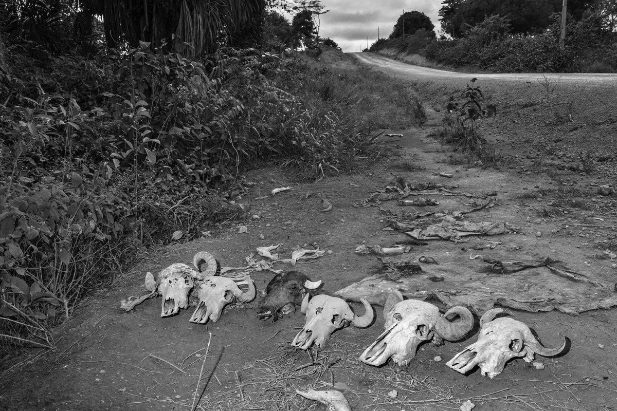 tomprotti's tweet photo. Some images taken along the Trans-Amazonian Highway while producing a special reportage with @brunomeyerfeld for @lemondefr https://t.co/IHuSCY2UTO