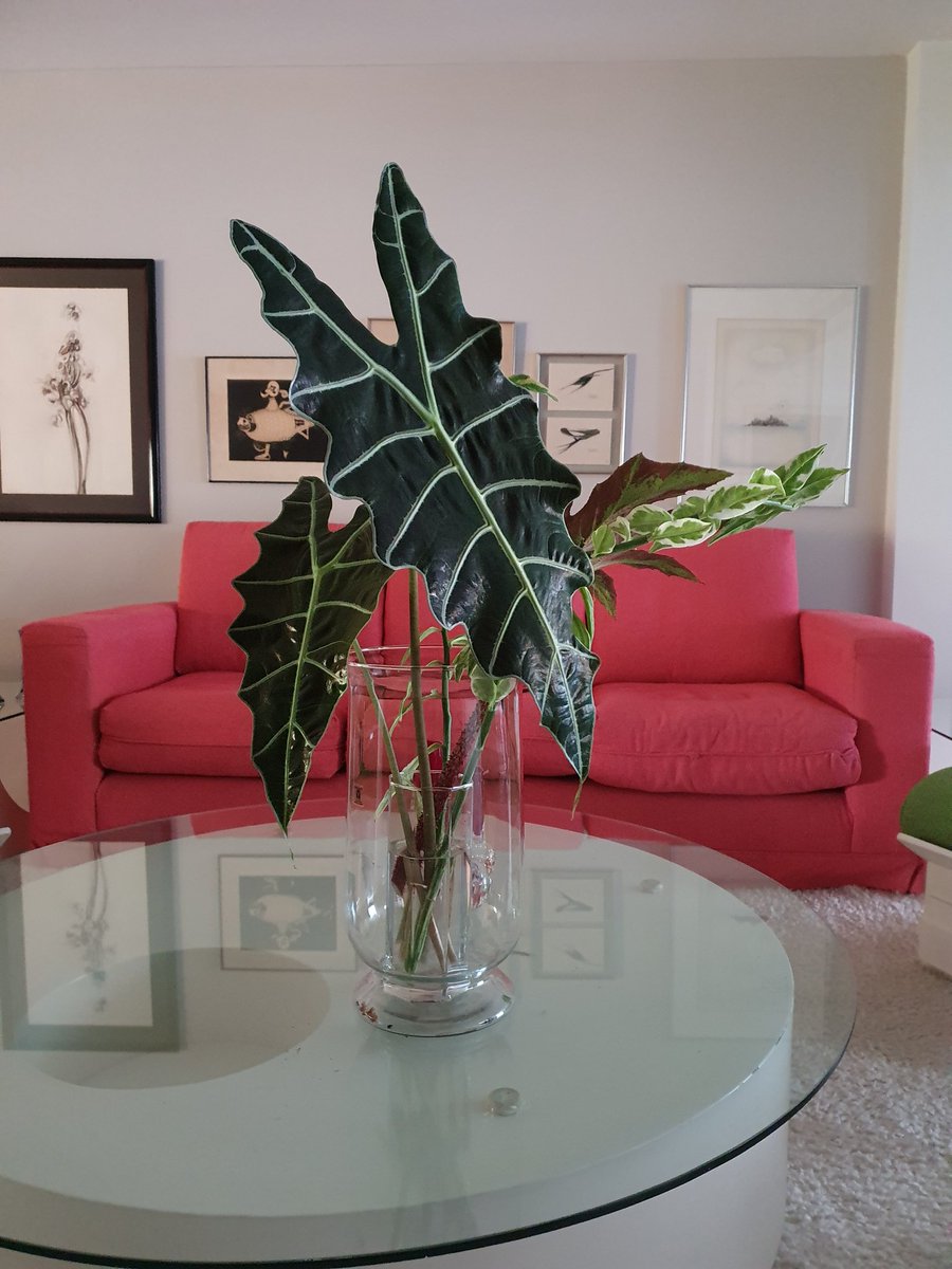 soniagracielah1's tweet photo. Jarrones, floreros no pueden faltar en ningún hogar gracias al especial toque que le agregan a los espacios.
#jarrones #floreros
#vases #homedecor
#interiordecoration
#home #sundayvibes #goodmorning #flowers #sheets #bicolour #Flowers #beautiful #decoration
#homeinflowers https://t.co/0hDYzHGrQq