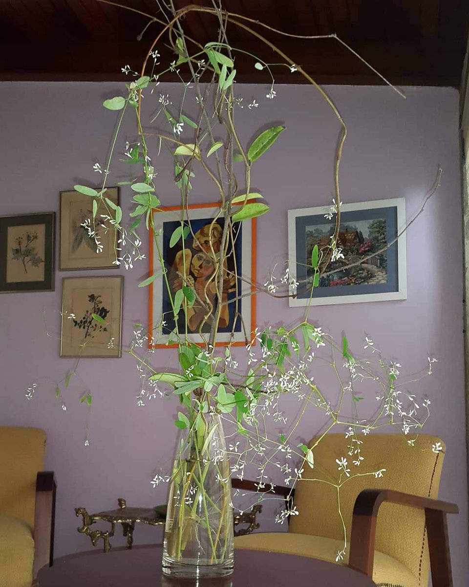 soniagracielah1's tweet photo. Jarrones, floreros no pueden faltar en ningún hogar gracias al especial toque que le agregan a los espacios.
#jarrones #floreros
#vases #homedecor
#interiordecoration
#home #sundayvibes #goodmorning #flowers #sheets #bicolour #Flowers #beautiful #decoration
#homeinflowers https://t.co/0hDYzHGrQq