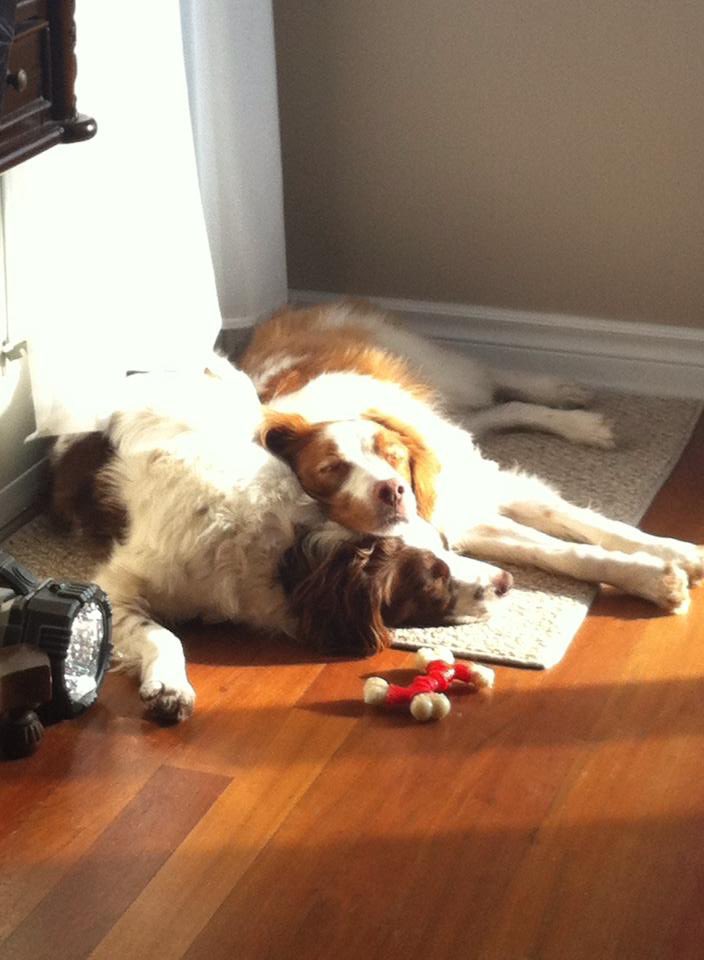 MsJenn55's tweet image. #RainbowBridgeRemembranceDay 🥰🥺