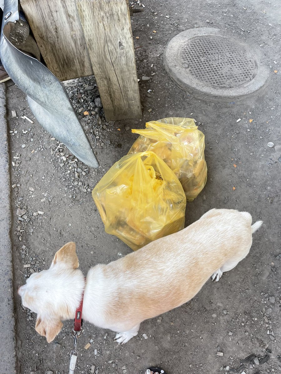nejsnave's tweet photo. Food is out with Isaac under the Gardiner this morning 🙏💙  @SecondHarvestCA @StarbucksCanada https://t.co/OFtVDnEGSm