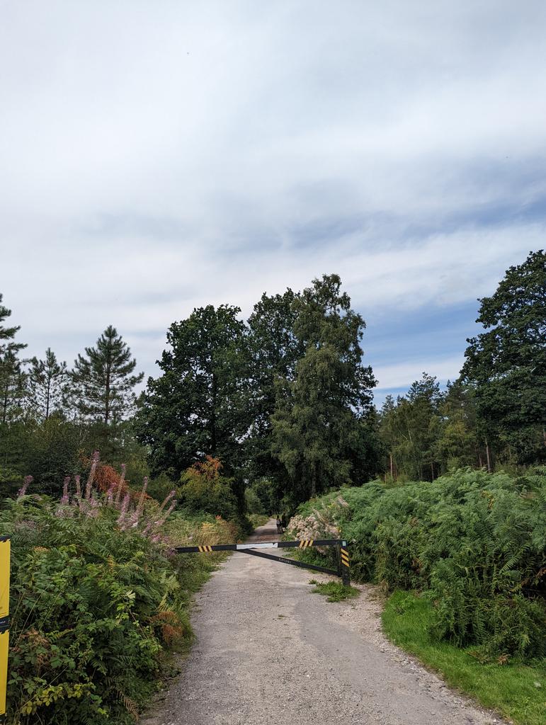 rachyjc82's tweet photo. Lovely little walk in beautiful Cannock Chase, even found some yummy blackberries! 😊 #NursesActive #FamilyActive @mpftnhs @WeNurses https://t.co/rxA8Rw8WMm