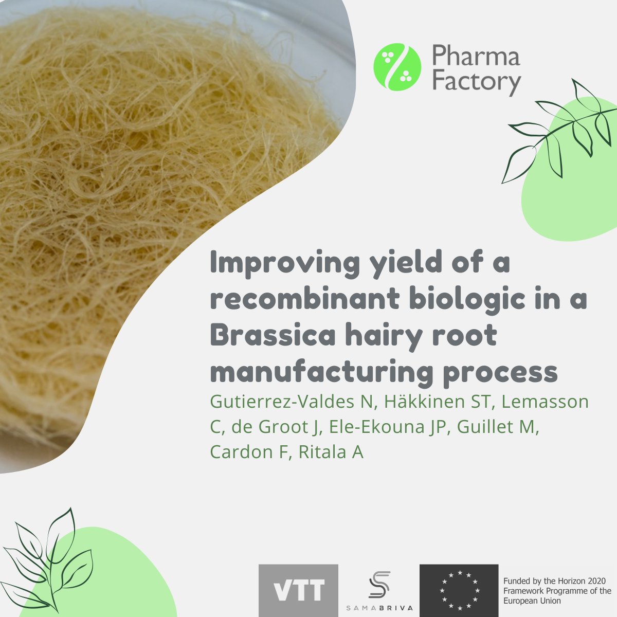 📣Check out our new paper on #hairyroots culture optimization for #therapeuticproteins #production. Check it out 👇
onlinelibrary.wiley.com/doi/10.1002/bi…
🧑🏽‍🔬🌱💉 
#womeninstem #plantbiotechnology #plantsforhealth #h2020 #ISPMF #PharmaFactory #plantmolecularfarming #scicomm #womeninscience
