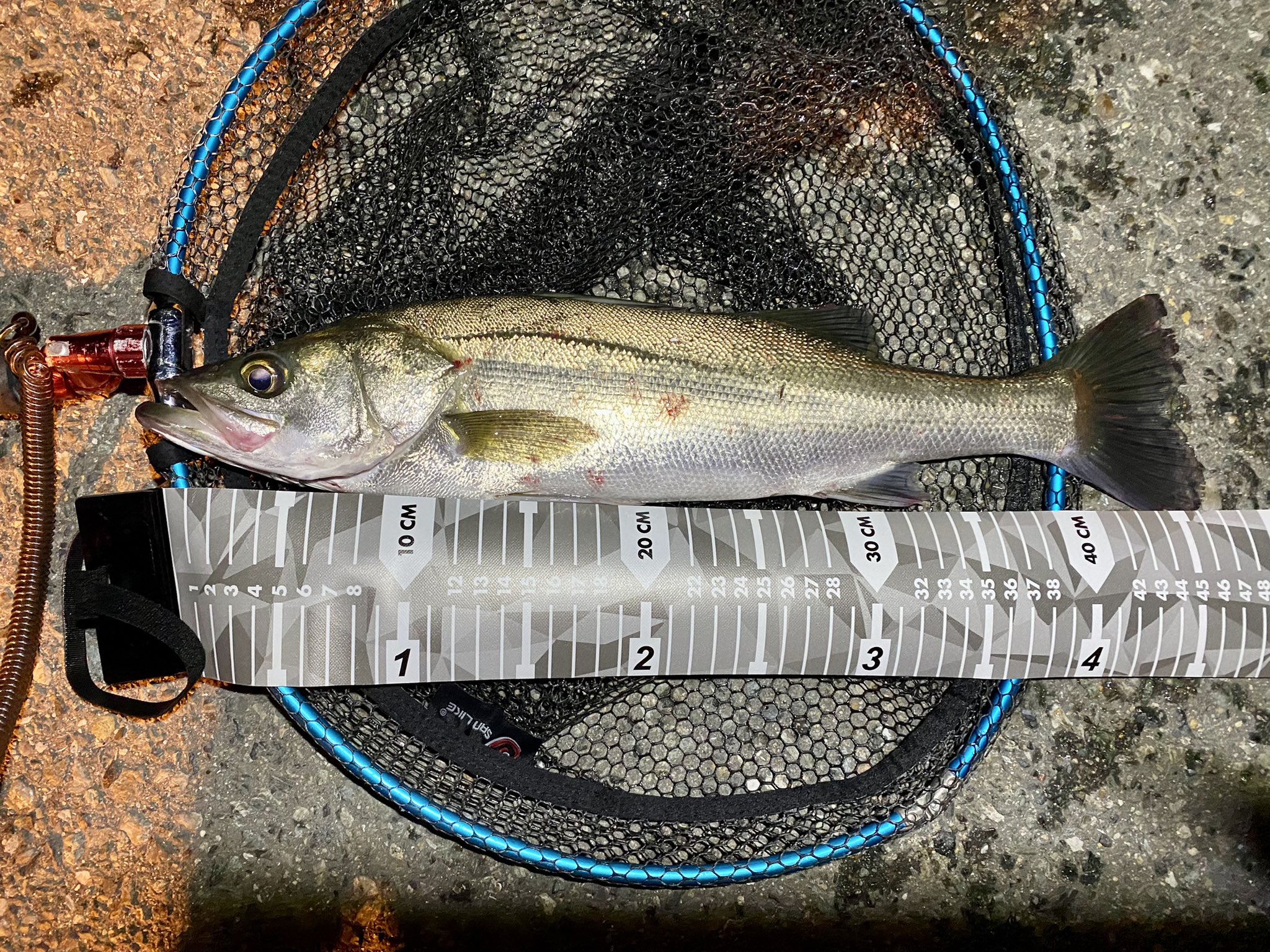 たつ 福岡 Angler Neko Angler Neko Twitter