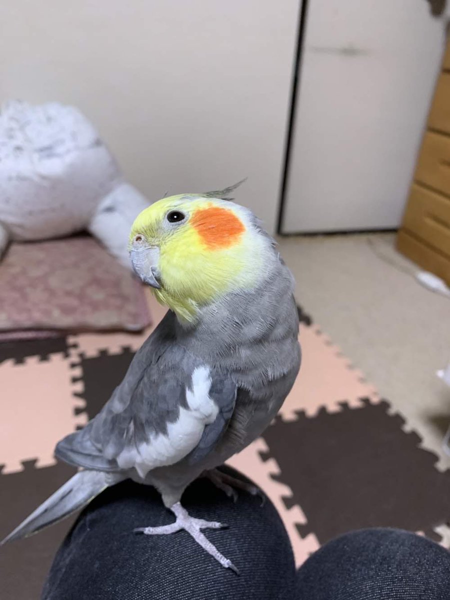 ptenpotety's tweet photo. おねだり♡  かな？
#鳥のねーっを見せて
 #オカメインコ  #cockatiel  #ぽてち♂  #おねだり https://t.co/qV4VcRtipT