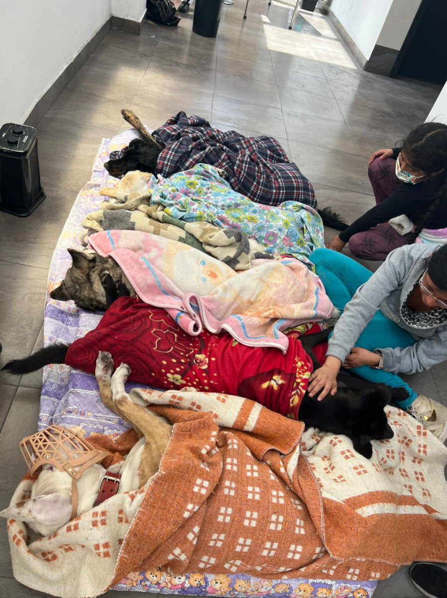 RioCapitalAnima's tweet photo. ✅ 55 esterilizaciones en la Plaza Alfaro 🙌🏻🤩🥳

En el cuarto día de la “Gran Campaña de Esterilizaciones” queremos agradecer a Bomberos Riobamba Plaza Artesanal del Tren Riobamba y al UPC de la Estación por su apoyo y apertura para realizar la campaña.
#Riobamba https://t.co/ZRgj1AhEql