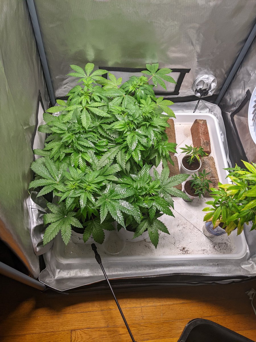 StonelyStrains's tweet photo. Don't usually show her but here's a sneak peek of the veg tent. Lil mom's holding down the fort on the right and the next generation on the left. Wet leaves because they just got their foliar. What do you use for IPM? I use #athena right now. 
#CannabisCommunity #Mmemberville https://t.co/7PKQLYH7xu