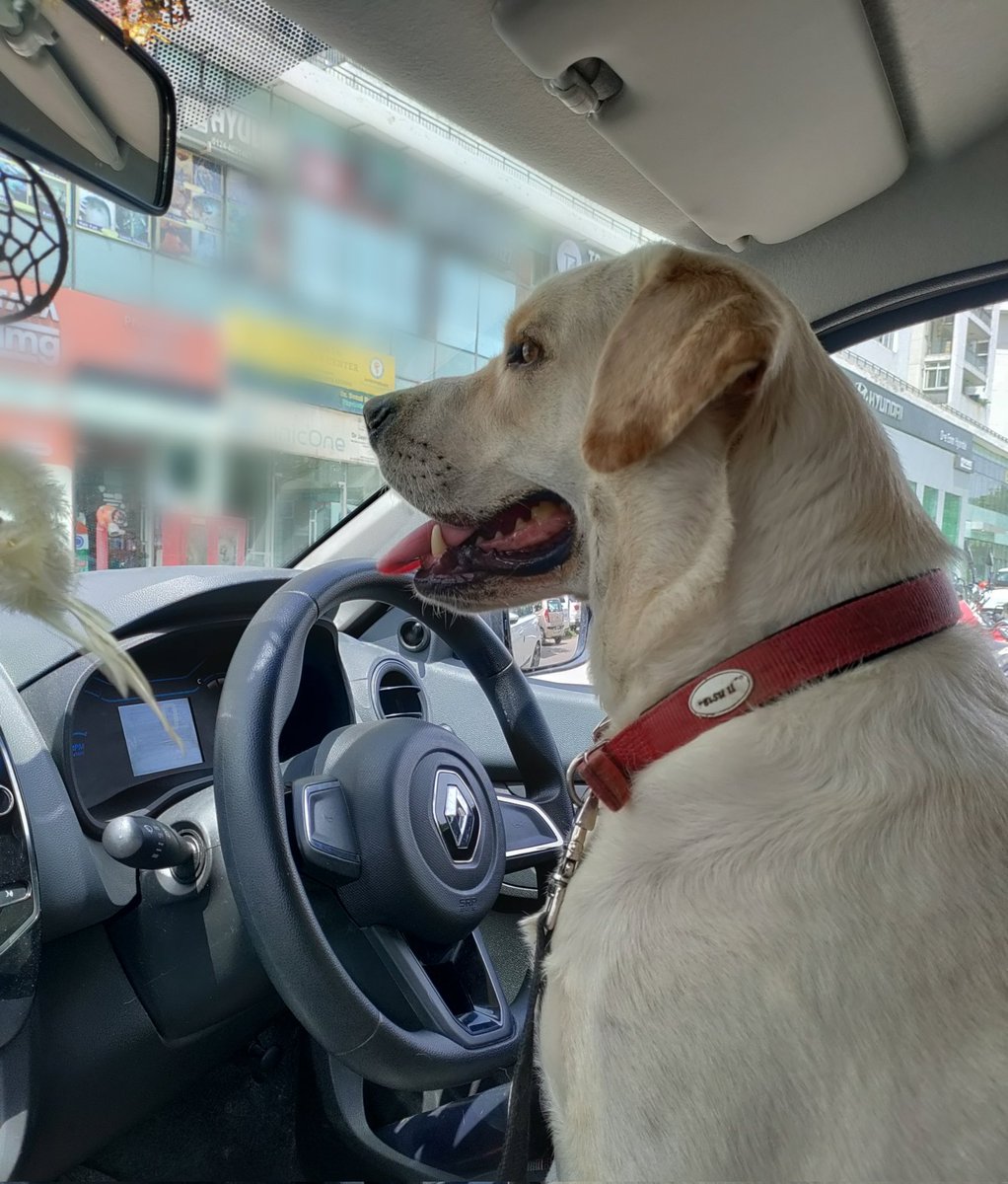 snehap_ahuja's tweet photo. #woof! Wanna hop into my Furrrari?๐๐ถ๐๐จ #drivingdog #adventuresofZulu
#dogsoftwitter
@dogandpuplovers @dog_rates @dog_feelings https://t.co/9Xh5YHKL4W