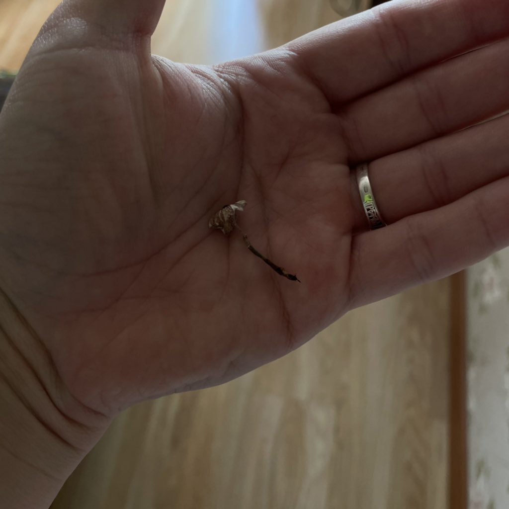 ChuloJose3's tweet image. У меня в горшке с цветком Виталием выросла поганка ахахахах🦥
#дед #садовод #огонь #новыйжитель #дома #Виталик #отпуск