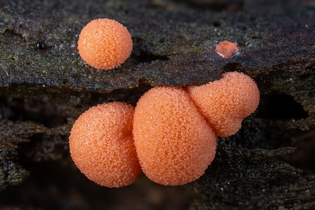 LukesMushrooms's tweet photo. Some slime for today 🤪
🌍 Lycogala epidendrum
🇬🇧 Wolf's milk
🇩🇪 Blutmilchpilz
🇨🇿 Vlčí mléko červené
🇸🇰 Vlčinka červená
#slimemoldsunday #slime #slimemold #slimemould #wolfsmilk #macrophotography #wood https://t.co/3QVqgBSwQL