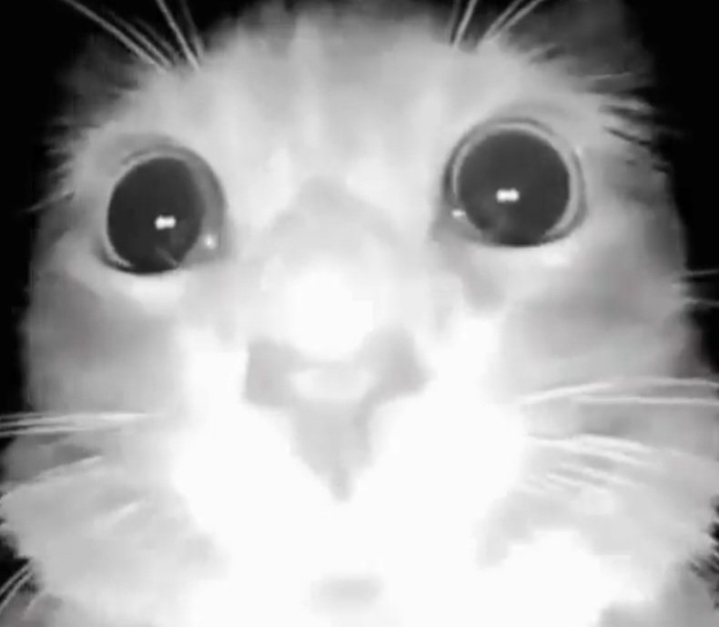 mad-machine-on-twitter-meowniments-https-t-co-iavdyrni2b-twitter