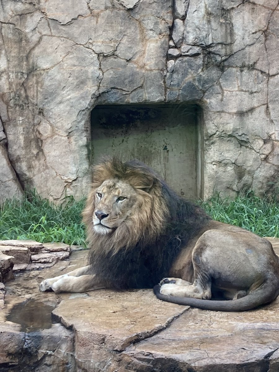 usarinn's tweet photo. 三越の入口にいそうな　立派なライオン
#動物園　#ライオン　#夏の終わり https://t.co/mz3jzQ6PXQ