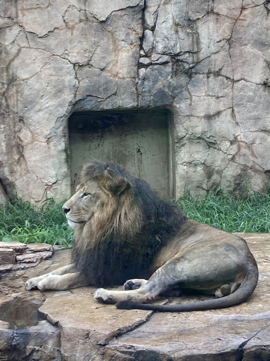 usarinn's tweet photo. 三越の入口にいそうな　立派なライオン
#動物園　#ライオン　#夏の終わり https://t.co/mz3jzQ6PXQ
