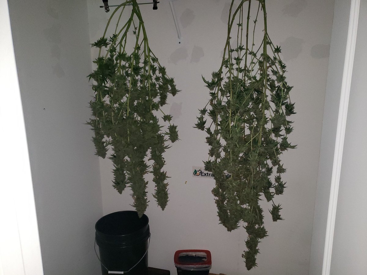 ThaGromie's tweet photo. These ladies got da 🪓 zebra stripe from @irvineseedco @breeder_j @The_real_Early @ChefDC710 #IRVINEARMY #Mmemberville and one other unknown that smells great. The 200w LED that lit this grow the UFS-3000 from @UNITFARM_led #UNITFARMLED #cannabiscomunity #organic https://t.co/853eEPbRgU