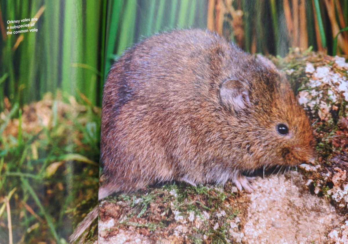 VioletTheVole's tweet photo. Once again, BBC Wildlife, there is nothing "common" about us 😤😤😤 https://t.co/Ul0g9LXrjS