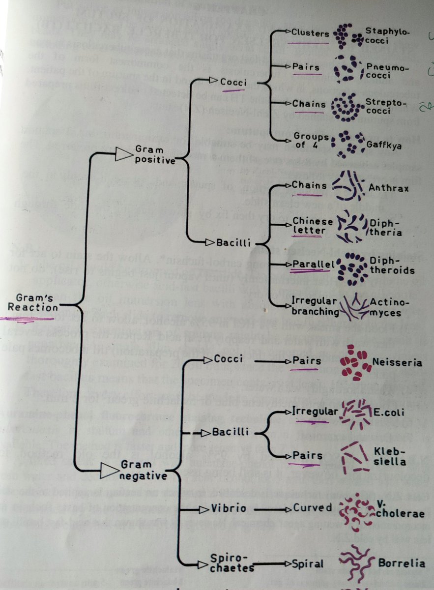 abeerghazy8890's tweet image. #microbiology 
📌Morphologic classification of bacteria 🦠🧫