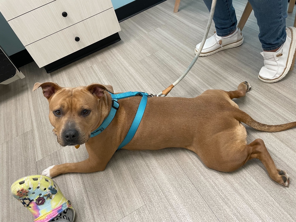 Chillin out, splootin, actin all cool. 

#freshprince #sploot #vetcare #vetlife