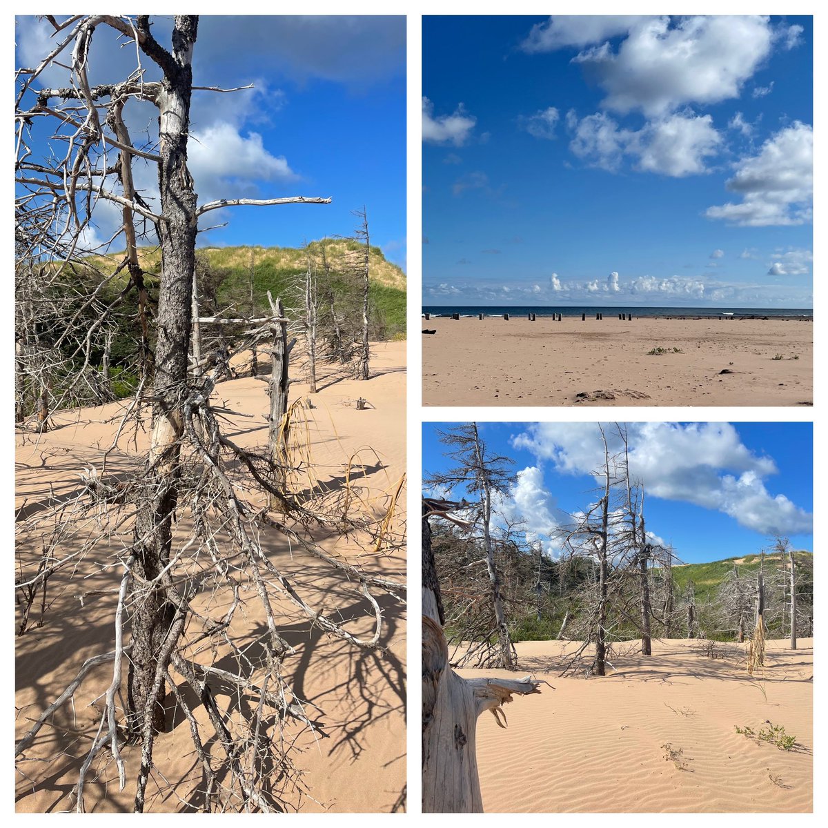 Tim_Banks's tweet photo. A beautiful morning for a walk @blackbushpei #peisummer #cottagelife #pei #nationalpark #walk #naturewalk https://t.co/nroWZXOwvz