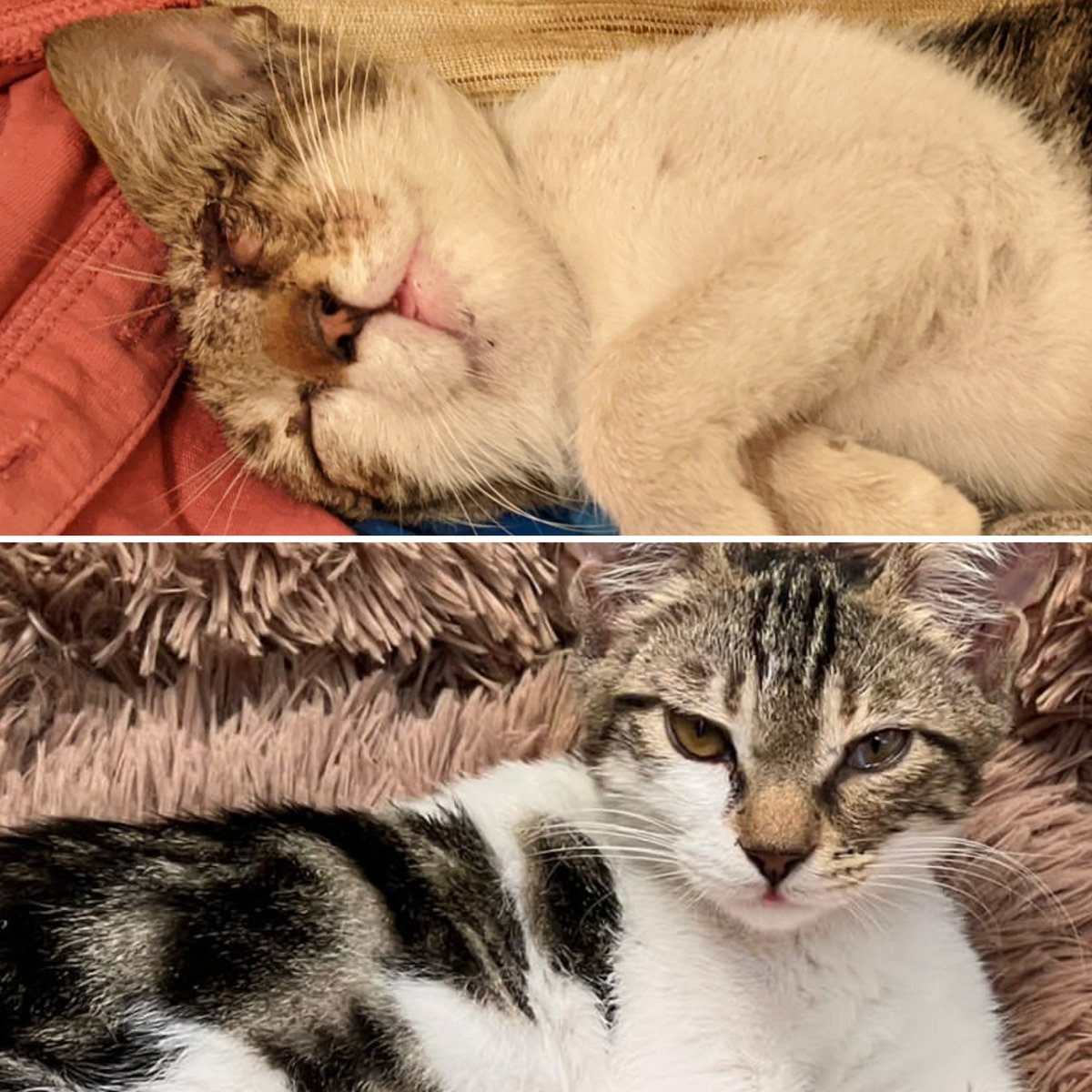 Found very poorly kitten by beach in Netanya, Israel, clinging on to life. Couldn't leave her, took her to kindly friend who has cared for her 24/7. Now doing incredibly well in a loving home! V lucky cat! Pics just one week apart! #CatsOfTwitter 😻🙏🤗
