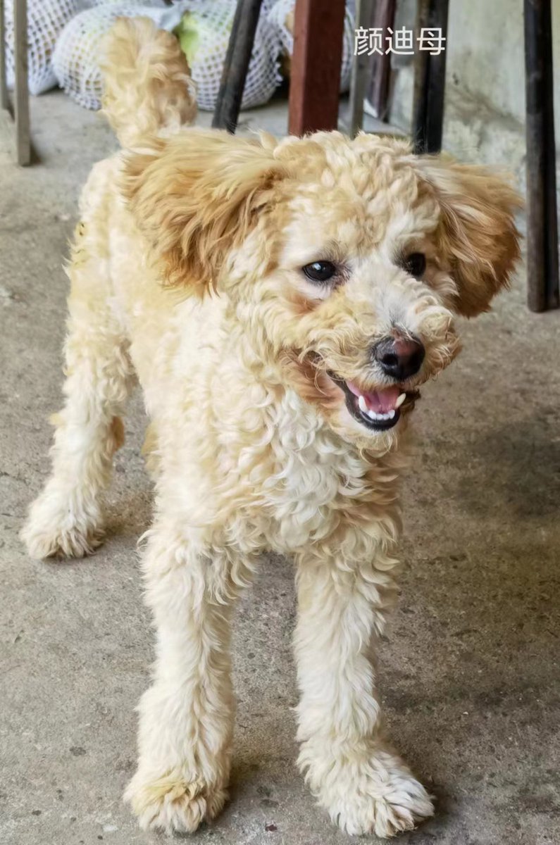 This is sweet little Alina. She is in need of a family. She is arriving in Vancouver Canada very soon and still doesn't have a home. Please email Brandy@chinarescuedogs.org if you are interested in adopting Alina 🙏🏼❤️ And please share 🙏🏼

#poodle #adoptdontshop #RescueDog #help