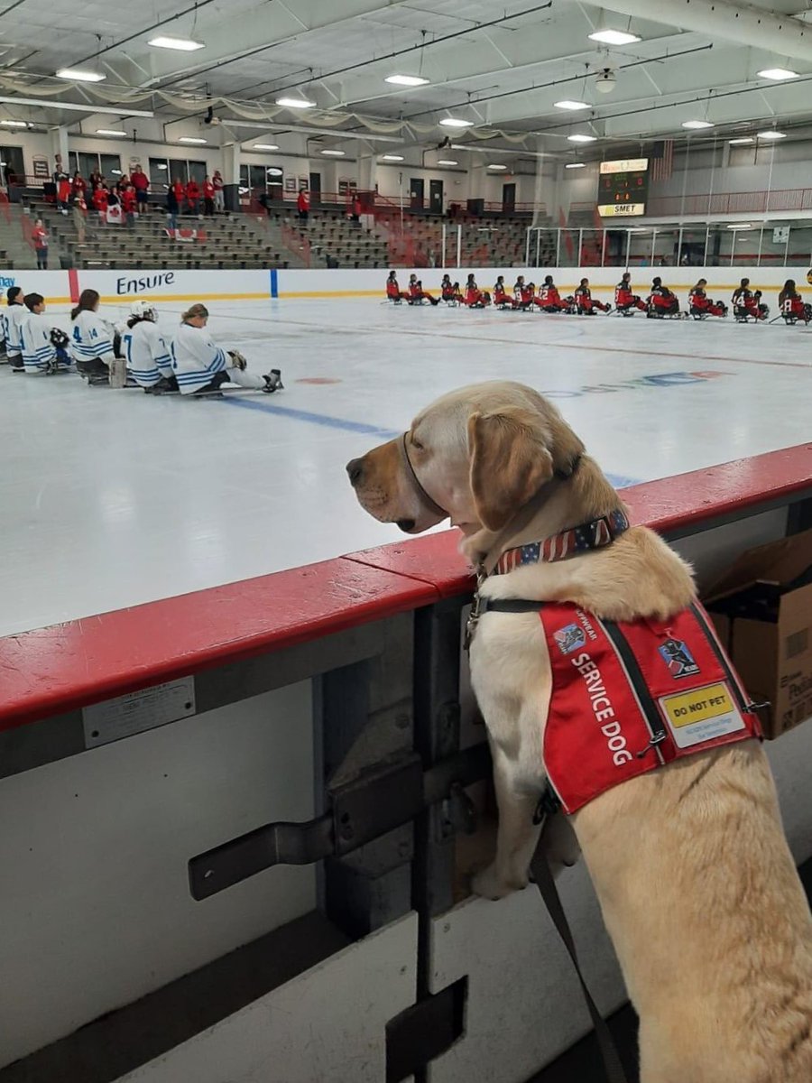 paraicehockey's tweet photo. All eyes on the ice! 🐕‍🦺

Dogs, babies, people all around the world, tune in for last day's action in Green Bay!

We're sure Sully will be watching and cheering Team World! 🌍

📸 @CSMediaCDF / WPIH

#WomensWorldChallenge | #ParaIceHockey | @Citi | @ParaSport https://t.co/Zjy4rekbMP