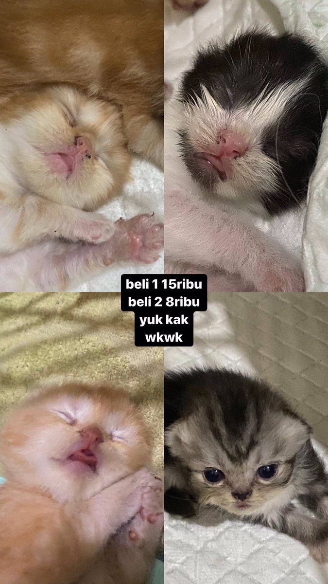 kochengfs's tweet photo. 🐈 Flash Saleee!! sppp yg mau adopp dan ciom krucil2 sayaaa https://t.co/AXIn32t9YD
