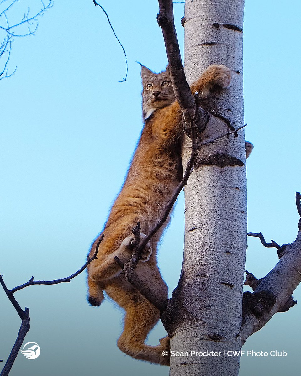 CWF_FCF's tweet image. CWF’s #ReflectionsofNature 📸 Photo Contest has not 1 but 5 categories that you can submit your photos for!

Today we’re focusing (literally) on the “Focus on Fauna” category. We want you to photograph wildlife in Canada, from the smallest of creatures to the largest of mammals.
